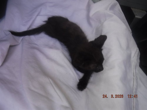 ANNIE, Baby Domestic Short Hair / Mixed (medium coat), cat for adoption in Miami Beach, Florida