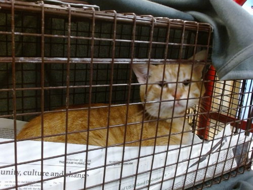 SNARF, Adult Domestic Short Hair (medium coat), cat for adoption in Miami Beach, Florida