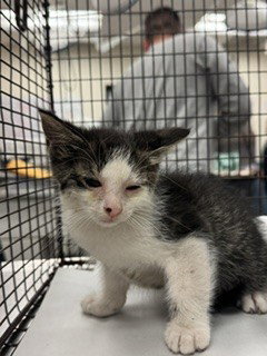 picture of the cat needing adoption