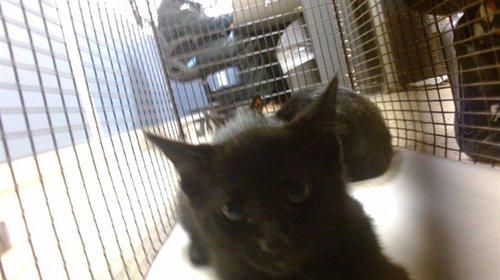 MACHO, Baby Domestic Short Hair (medium coat), cat for adoption in Miami Beach, Florida