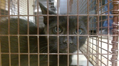 MACHI, Baby Domestic Short Hair (medium coat), cat for adoption in Miami Beach, Florida