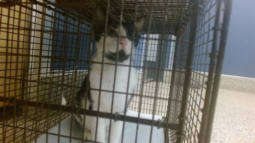picture of the cat needing adoption