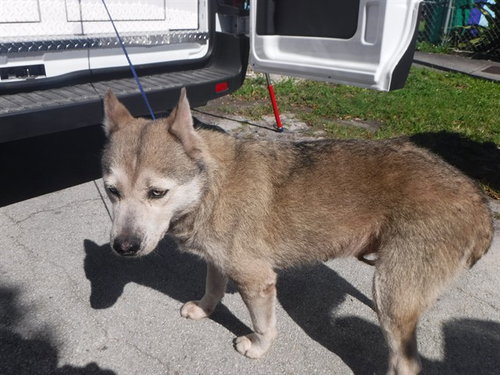MERYL, an adoptable Siberian Husky in Miami, FL
