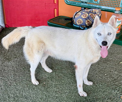 MUNECO, an adoptable Siberian Husky in Miami, FL