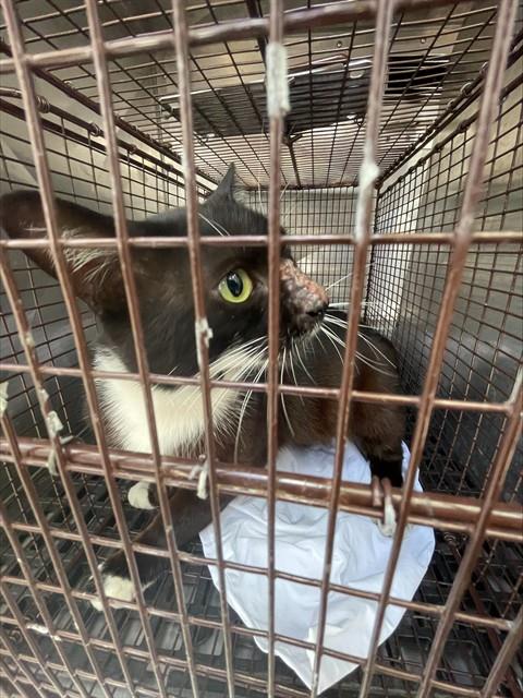OREO, Adult Domestic Short Hair (medium coat), cat for adoption in Miami Beach, Florida