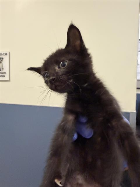 picture of the cat needing adoption