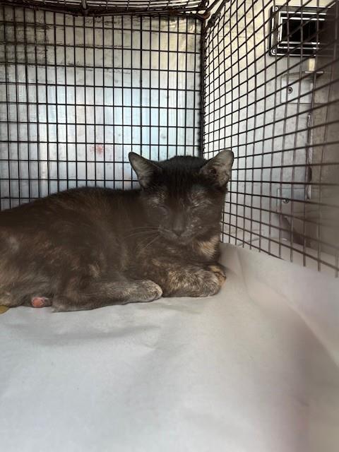 LILY, Adult Domestic Short Hair (medium coat), cat for adoption in Miami Beach, Florida
