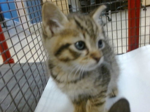 LUCAS, Baby Domestic Short Hair (medium coat), cat for adoption in Miami Beach, Florida
