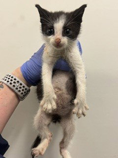 DUCKY, Baby Domestic Short Hair (medium coat), cat for adoption in Miami Beach, Florida