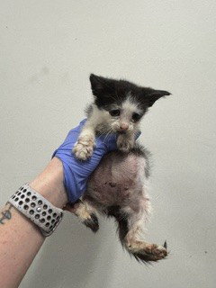 MOMO, Baby Domestic Short Hair (medium coat), cat for adoption in Miami Beach, Florida