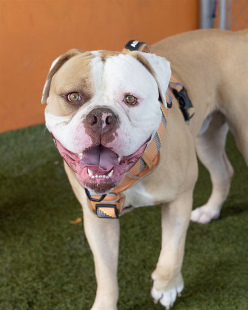 KRATOS, an adoptable American Bulldog in Miami, FL