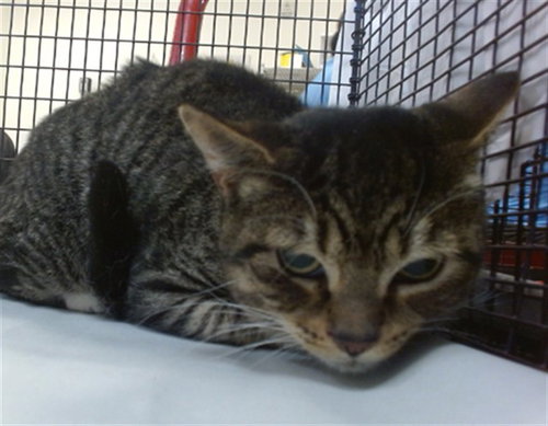 GARFIELD, Young Domestic Short Hair (medium coat), cat for adoption in Miami Beach, Florida