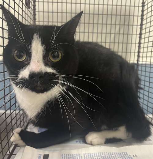 OREO, Adult Domestic Short Hair (medium coat), cat for adoption in Miami Beach, Florida