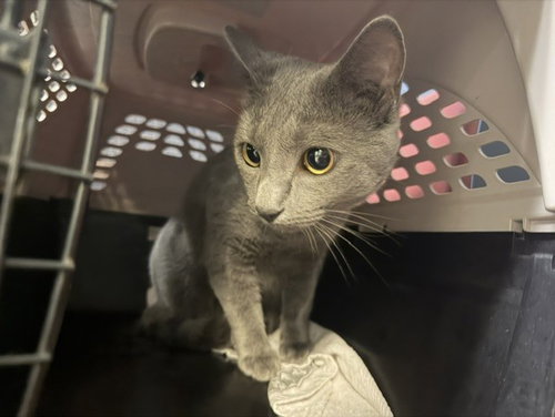 SMOKEY, Young Russian Blue (medium coat), cat for adoption in Miami Beach, Florida