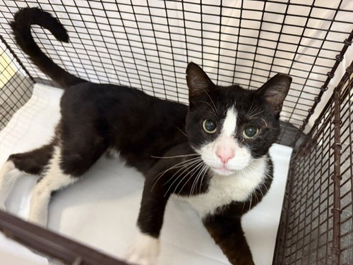 JOC, Adult Domestic Short Hair (medium coat), cat for adoption in Miami Beach, Florida