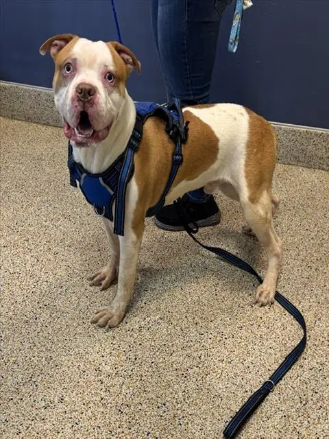 Mrwiggle Pants - American Bulldog