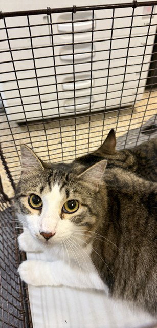 ROSY, Young Domestic Short Hair (medium coat), cat for adoption in Miami Beach, Florida