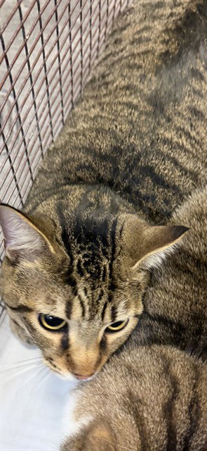 TOTORO, Young Domestic Short Hair (medium coat), cat for adoption in Miami Beach, Florida