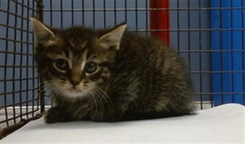 PRINCE, Baby Domestic Short Hair (medium coat), cat for adoption in Miami Beach, Florida