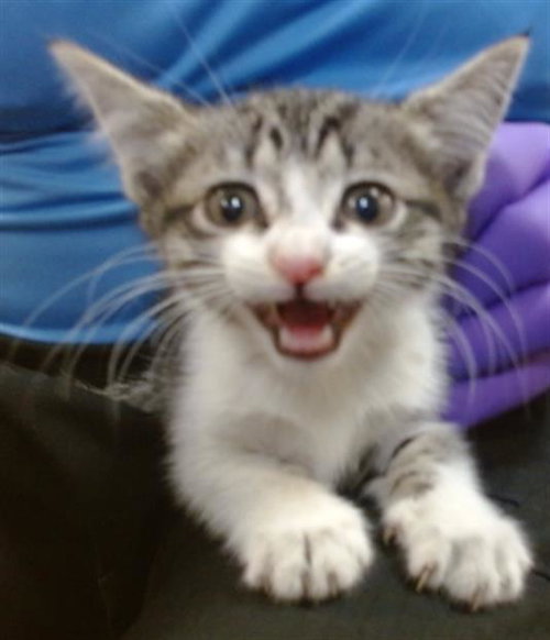 ALICE, Baby Domestic Short Hair (medium coat), cat for adoption in Miami Beach, Florida