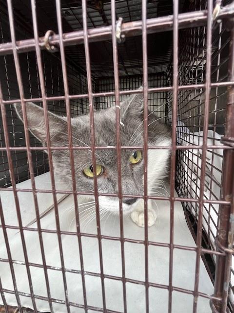 NANCY, Adult Domestic Short Hair (medium coat), cat for adoption in Miami Beach, Florida