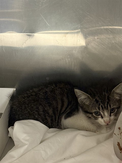 POOKIE, Baby Domestic Short Hair (medium coat), cat for adoption in Miami Beach, Florida