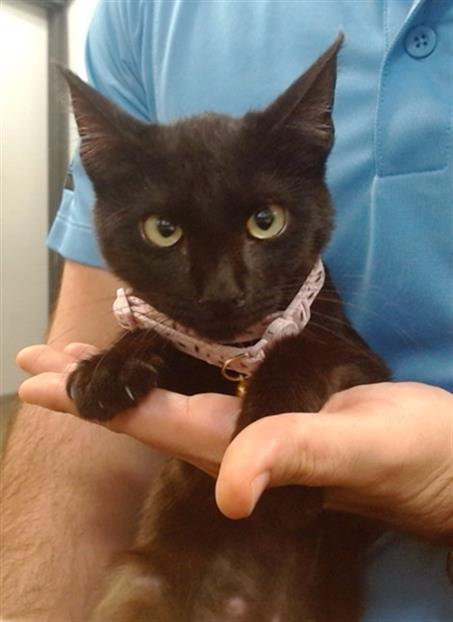 LILA, Young Domestic Short Hair (medium coat), cat for adoption in Miami Beach, Florida