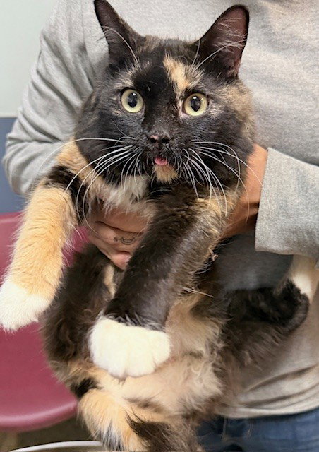 MINI, Young Domestic Short Hair (medium coat), cat for adoption in Miami Beach, Florida