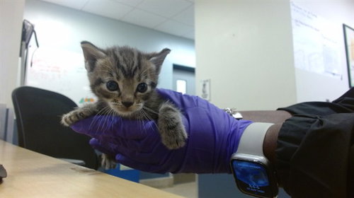 ACAI, Baby Domestic Short Hair (medium coat), cat for adoption in Miami Beach, Florida