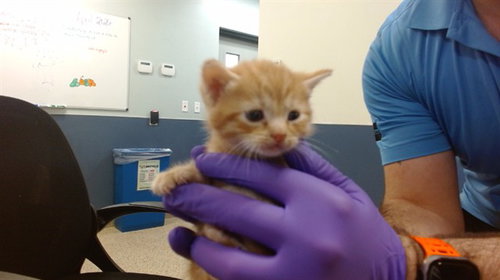 MACHA, Baby Domestic Short Hair (medium coat), cat for adoption in Miami Beach, Florida