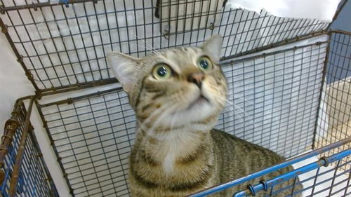 CODY, Adult Domestic Short Hair (medium coat), cat for adoption in Miami Beach, Florida