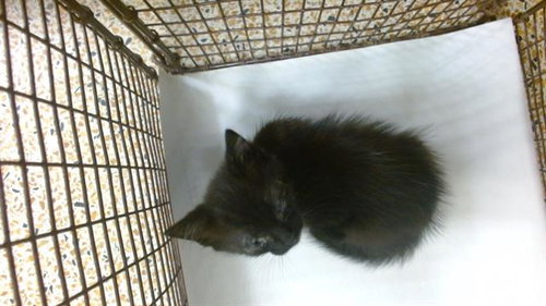 PENELOPE, Baby Domestic Short Hair (medium coat), cat for adoption in Miami Beach, Florida