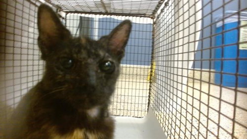 YUKI, Baby Domestic Short Hair (medium coat), cat for adoption in Miami Beach, Florida