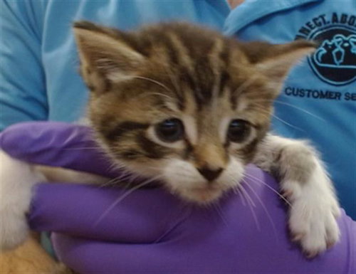 EVE, Baby Domestic Short Hair (medium coat), cat for adoption in Miami Beach, Florida