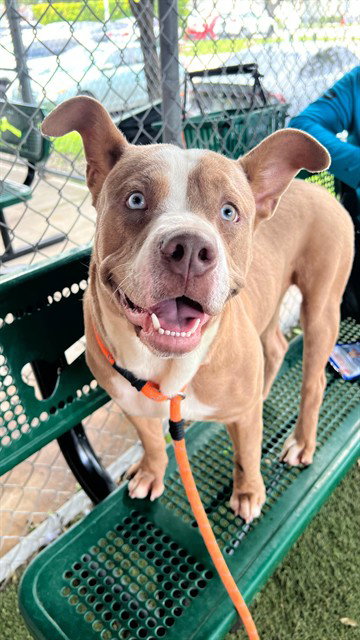 STEEL, an adoptable American Bulldog in Miami, FL