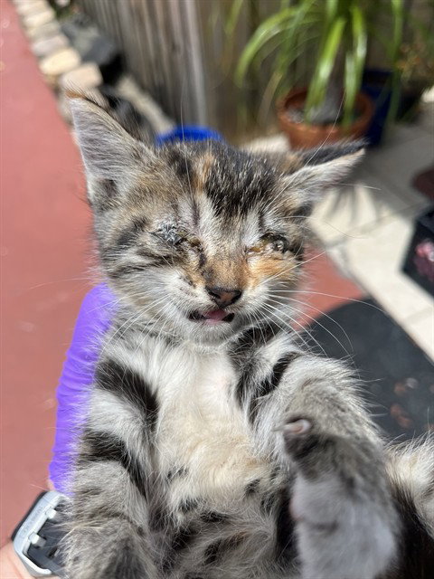 TULIP, Baby Domestic Long Hair (medium coat), cat for adoption in Miami Beach, Florida