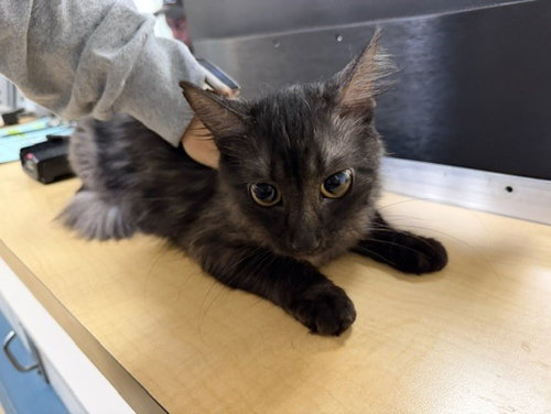AUDREY, Young Domestic Medium Hair (medium coat), cat for adoption in Miami Beach, Florida