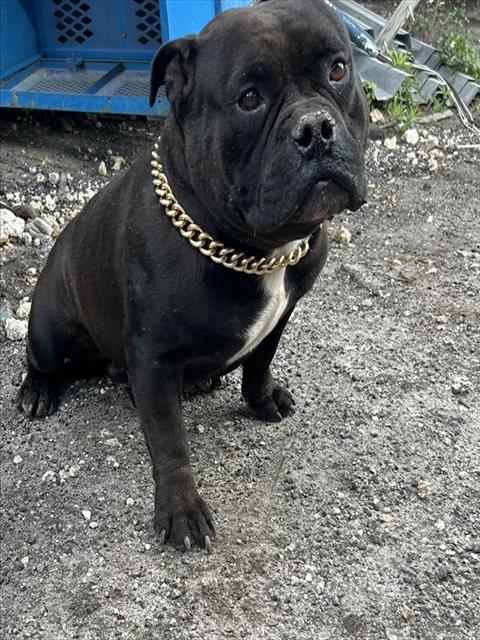 ROCKET, an adoptable Bulldog in Miami, FL