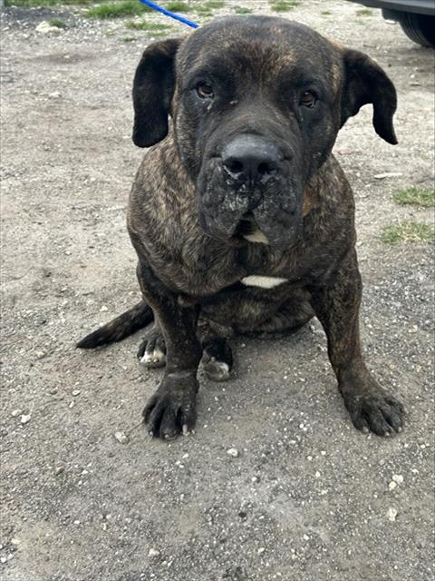 VICTOR, an adoptable Mastiff in Miami, FL