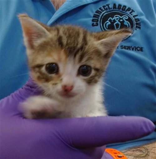 LILITH, Baby Domestic Short Hair (medium coat), cat for adoption in Miami Beach, Florida