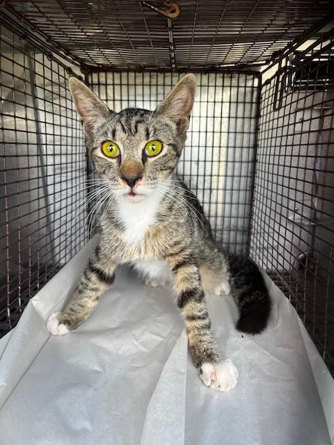 NORTH, Young Domestic Short Hair (medium coat), cat for adoption in Miami Beach, Florida