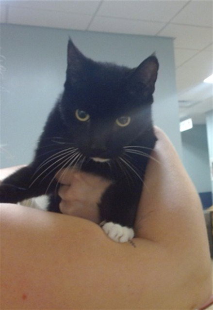 PAUL, Senior Domestic Medium Hair (medium coat), cat for adoption in Miami Beach, Florida