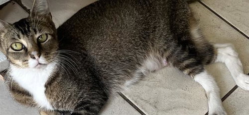 KASANDRA, Adult Domestic Short Hair (medium coat), cat for adoption in Miami Beach, Florida