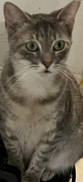 KATHY, Adult Domestic Short Hair (medium coat), cat for adoption in Miami Beach, Florida