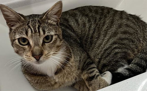 KETLY, Adult Domestic Short Hair (medium coat), cat for adoption in Miami Beach, Florida