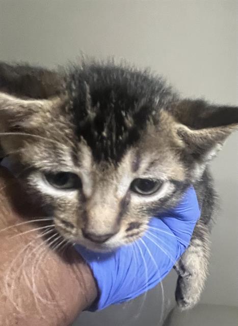 ALBERT, Baby Domestic Short Hair (medium coat), cat for adoption in Miami Beach, Florida