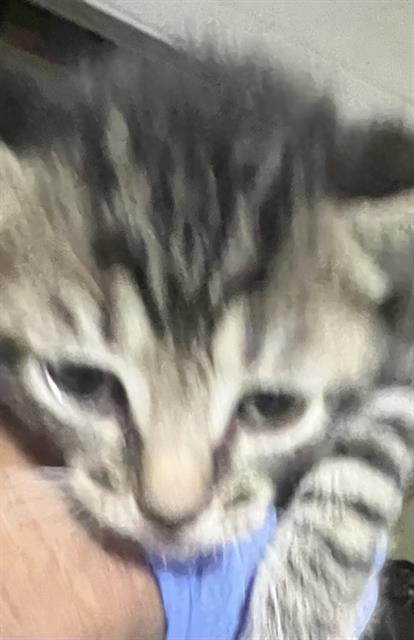 RICKY, Baby Domestic Short Hair (medium coat), cat for adoption in Miami Beach, Florida