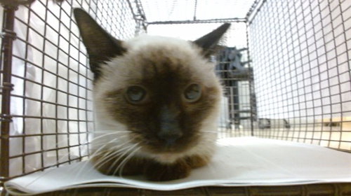 SMOKEY, Young Siamese (medium coat), cat for adoption in Coconut Creek, Florida