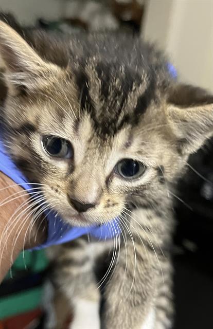 KEN, Baby Domestic Short Hair (medium coat), cat for adoption in Coconut Creek, Florida