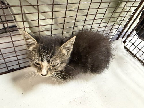BOBBY, Baby Domestic Short Hair (medium coat), cat for adoption in Coconut Creek, Florida